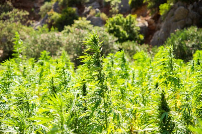 CBD e melatonina